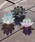 【チャイハネ】ガラスロータスミラーL