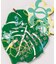 【カヒコ】【2027年カレンダー】MONSTERA