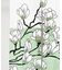 【カヤ】花見中暖簾