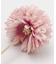 【カヤ】丸菊かんざし（台座付き）