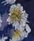 【カヤ】花いかだならいワンピース