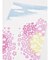 【カヤ】桜猫手拭