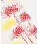 【カヤ】【２０２７年カレンダー】花暦