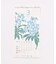 【カヤ】【２０２７年カレンダー】花暦