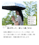 折りたたみ傘 婦人用 晴雨兼用 河馬印本舗 50cm 手開き式 UVカット率99％以上 遮光率99％以上 遮熱効果 はっ水加工 スリム 軽量 和柄 風呂敷 38000 38001 38002 38003 38004 38005
