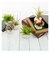 【当商品送料無料】光触媒 観葉植物 通販 フェイクグリーン ミニ インテリアグリーン リアル 小さめ おしゃれ 小さい 枯れない 造花 コンパクト