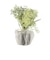 【当商品送料無料】フェイクグリーン ミニ 通販 造花 観葉植物 イミテーショングリーン インテリアグリーン サキュレント バーチャルグリーン 卓上