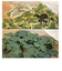 【当商品送料無料】フェイクグリーン 壁掛け 通販 観葉植物 フェイク 壁 インテリア ct触媒 人工観葉植物 人工植物 消臭 抗菌 防汚