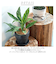 【当商品送料無料】植木鉢 プラスチック お洒落 3号 通販 プランター おしゃれ 植木 鉢 ポット 花鉢 3号鉢 プラスチック製鉢 かわいい 可愛い