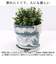【当商品送料無料】植木鉢 プラスチック おしゃれ 5号 通販 鉢カバー 5号鉢 プランター プランターカバー 植木 ポット 鉢植え