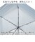 【当商品送料無料】ウォーターフロント 折りたたみ傘 60cm 通販 Waterfront 傘 折り畳み傘 軽量 軽い レディース メンズ 大きめ