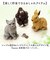 【当商品送料無料】キシマ 貯金箱 かわいい 通販 置物 オブジェ マネーバンク 木彫り調 木彫調 アニマル 動物 北欧 取り出せる 小銭 おこづかい
