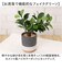 【当商品送料無料】光触媒 フェイクグリーン 通販 観葉植物 人工観葉植物 ポット 鉢植え CMポット インテリアグリーン イミテーショングリーン