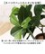 【当商品送料無料】光触媒 フェイクグリーン 通販 観葉植物 人工観葉植物 ポット 鉢植え CMポット インテリアグリーン イミテーショングリーン
