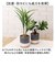【当商品送料無料】光触媒 フェイクグリーン 通販 観葉植物 人工観葉植物 ポット 鉢植え CMポット インテリアグリーン イミテーショングリーン