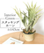 【当商品送料無料】観葉植物 フェイク 大型 通販 フェイクグリーン スタッグホーン アーティフィシャルグリーン コウモリラン インテリアグリーン