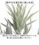 【当商品送料無料】観葉植物 フェイク 大型 通販 フェイクグリーン スタッグホーン アーティフィシャルグリーン コウモリラン インテリアグリーン
