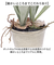 【当商品送料無料】観葉植物 フェイク 大型 通販 フェイクグリーン スタッグホーン アーティフィシャルグリーン コウモリラン インテリアグリーン