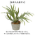 【当商品送料無料】観葉植物 フェイク 大型 通販 フェイクグリーン スタッグホーン アーティフィシャルグリーン コウモリラン インテリアグリーン
