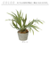 【当商品送料無料】観葉植物 フェイク 大型 通販 フェイクグリーン スタッグホーン アーティフィシャルグリーン コウモリラン インテリアグリーン