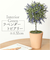 【当商品送料無料】造花 鉢植え ラベンダー 通販 観葉植物 フェイク アーティフィシャルフラワー アーティフィシャルグリーン アートフラワー
