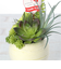【当商品送料無料】観葉植物 フェイク 小さい 通販 フェイクグリーン アーティフィシャルグリーン インテリアグリーン 人工観葉植物 卓上 小さめ