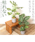 【当商品送料無料】観葉植物 フェイク 大型 通販 フェイクグリーン アーティフィシャルグリーン インテリアグリーン 人工観葉植物 大きめ 鉢植え