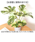 【当商品送料無料】観葉植物 フェイク 大型 通販 フェイクグリーン アーティフィシャルグリーン インテリアグリーン 人工観葉植物 大きめ 鉢植え