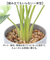 【当商品送料無料】観葉植物 フェイク 大型 通販 フェイクグリーン アーティフィシャルグリーン インテリアグリーン 人工観葉植物 大きめ 鉢植え
