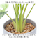 【当商品送料無料】観葉植物 フェイク 大型 通販 フェイクグリーン アーティフィシャルグリーン インテリアグリーン 人工観葉植物 大きめ 鉢植え