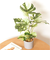 【当商品送料無料】観葉植物 フェイク 大型 通販 フェイクグリーン アーティフィシャルグリーン インテリアグリーン 人工観葉植物 大きめ 鉢植え
