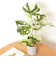 【当商品送料無料】観葉植物 フェイク 大型 通販 フェイクグリーン アーティフィシャルグリーン インテリアグリーン 人工観葉植物 大きめ 鉢植え