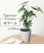 【当商品送料無料】観葉植物 フェイク 大型 通販 フェイクグリーン セローム アーティフィシャルグリーン インテリアグリーン 人工観葉植物 大きめ