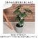 【当商品送料無料】観葉植物 フェイク 大型 通販 フェイクグリーン セローム アーティフィシャルグリーン インテリアグリーン 人工観葉植物 大きめ