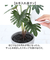 【当商品送料無料】観葉植物 フェイク 大型 通販 フェイクグリーン セローム アーティフィシャルグリーン インテリアグリーン 人工観葉植物 大きめ