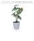 【当商品送料無料】観葉植物 フェイク 大型 通販 フェイクグリーン セローム アーティフィシャルグリーン インテリアグリーン 人工観葉植物 大きめ