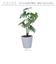 【当商品送料無料】観葉植物 フェイク 大型 通販 フェイクグリーン セローム アーティフィシャルグリーン インテリアグリーン 人工観葉植物 大きめ