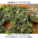 【当商品送料無料】リース 造花 通販 フェイクグリーン フェイク グリーン 葉っぱ 観葉植物 アーティフィシャルグリーン おしゃれ インテリア