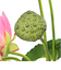 【当商品送料無料】蓮 花 造花 楽天 アーティフィシャルグリーン はすの花 アーティフィシャルフラワー 蓮の花 アートフラワー フェイクフラワー