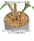 【当商品送料無料】観葉植物 フェイク 大型 通販 フェイクグリーン アーティフィシャルグリーン インテリアグリーン 人工観葉植物 大きめ 鉢植え