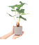【当商品送料無料】観葉植物 フェイク 大型 通販 フェイクグリーン アーティフィシャルグリーン インテリアグリーン 人工観葉植物 大きめ 鉢植え
