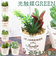 【当商品送料無料】光触媒 観葉植物 卓上 通販 バケツ フェイクグリーン ミニ おしゃれ 造花 ギフト プチギフト 贈り物 かわいい 消臭 抗菌