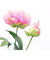 【当商品送料無料】造花 花 ピオニー 楽天 フェイクフラワー アーティフィシャルグリーン アートフラワー アーティフィシャルフラワー
