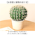 【当商品送料無料】観葉植物 フェイク 大型 通販 フェイクグリーン サボテン アーティフィシャルグリーン インテリアグリーン 人工観葉植物 大きめ