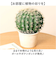 【当商品送料無料】観葉植物 フェイク 大型 通販 フェイクグリーン サボテン アーティフィシャルグリーン インテリアグリーン 人工観葉植物 大きめ