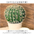 【当商品送料無料】観葉植物 フェイク 大型 通販 フェイクグリーン サボテン アーティフィシャルグリーン インテリアグリーン 人工観葉植物 大きめ