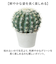 【当商品送料無料】観葉植物 フェイク 大型 通販 フェイクグリーン サボテン アーティフィシャルグリーン インテリアグリーン 人工観葉植物 大きめ