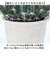 【当商品送料無料】観葉植物 フェイク 大型 通販 フェイクグリーン サボテン アーティフィシャルグリーン インテリアグリーン 人工観葉植物 大きめ