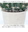 【当商品送料無料】観葉植物 フェイク 大型 通販 フェイクグリーン サボテン アーティフィシャルグリーン インテリアグリーン 人工観葉植物 大きめ