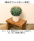 【当商品送料無料】観葉植物 フェイク 大型 通販 フェイクグリーン サボテン アーティフィシャルグリーン インテリアグリーン 人工観葉植物 大きめ